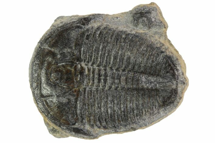 Elrathia Trilobite Fossil - Utah #97071
